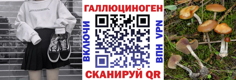 Псилоцибиновые грибы Psilocybe  Купить закладки  Пыталово 